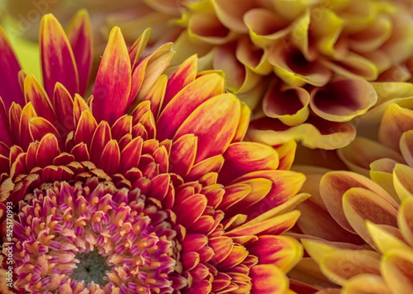 Obraz Fiery flower sunset macro