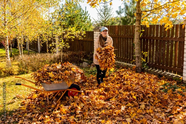 Fototapeta girl having fun throwing while cleaning fallen maple autumn leaves in the garden.