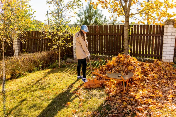Fototapeta Young Woman cleans fallen maple autumn leaves in the garden.