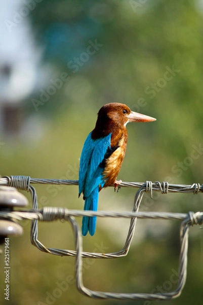 Obraz bird on a wire
