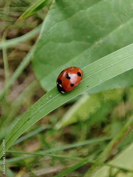 Obraz ladybug on a green leaf in the garden