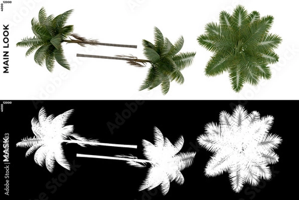 Fototapeta 3D Rendering of Tropical Trees (Caribbean and beach) with alpha mask to cutout and PNG editing. Vegetation for Nature Compositing