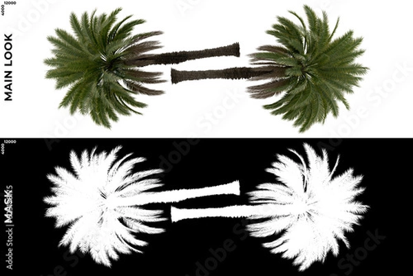 Fototapeta 3D Rendering of Tropical Trees (Caribbean and beach) with alpha mask to cutout and PNG editing. Vegetation for Nature Compositing