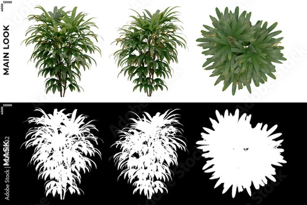 Fototapeta 3D Rendering of Tropical Trees (Caribbean and beach) with alpha mask to cutout and PNG editing. Vegetation for Nature Compositing