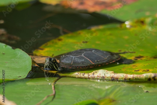 Obraz Painted Turtle