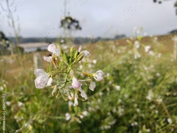 Obraz Close up of a wildflower with dew drops and blur background.
