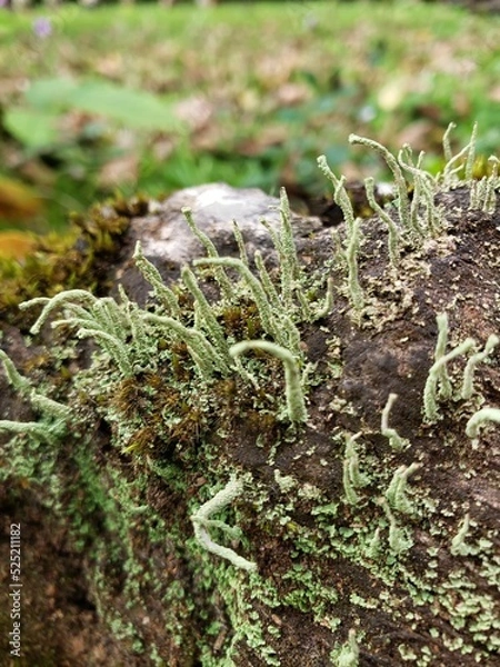 Obraz Close up of green moss. Macroshot.
