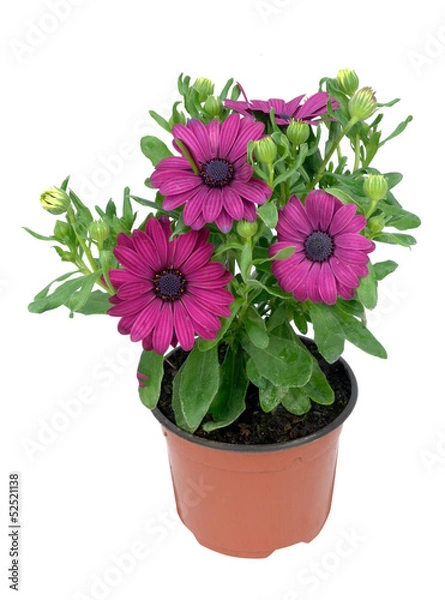Obraz osteospermum