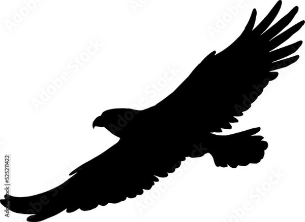 Obraz Hawk eagle isolated black bird flight silhouette