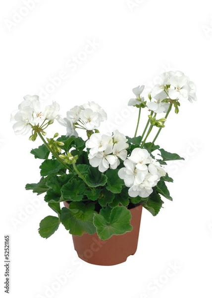 Obraz géranium zonale