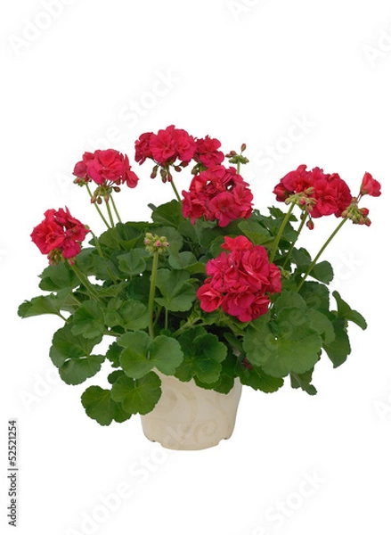 Obraz géranium zonale