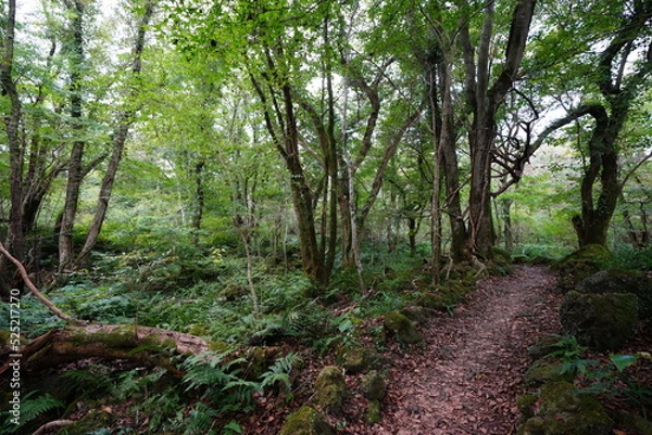 Fototapeta autumn forest path through old trees and fern