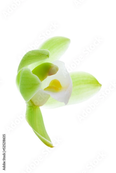 Obraz 黄緑色の蘭の花