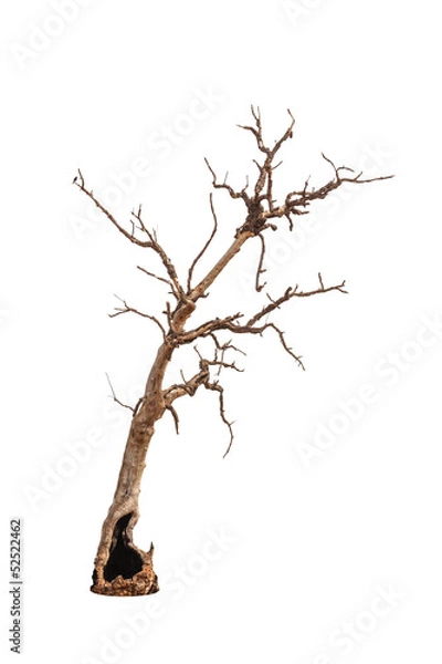 Fototapeta Old and dead tree isolated on white background