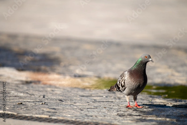 Fototapeta pigeon