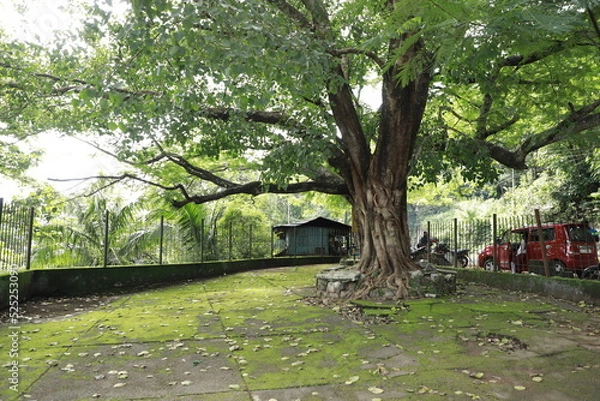 Fototapeta tree in the park