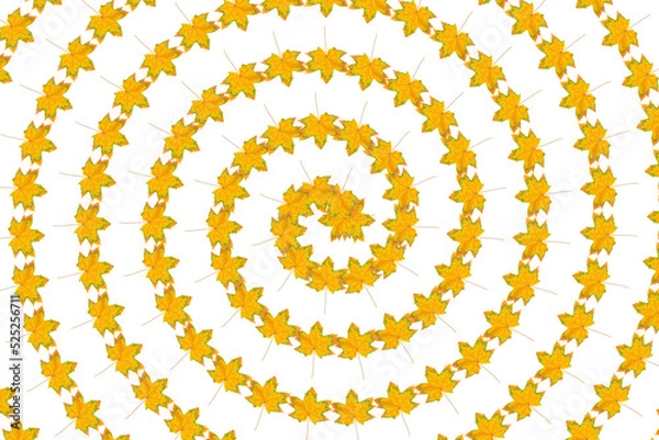 Obraz Pigmented maple leaves spiral background