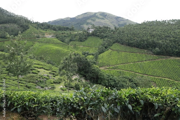Obraz tea plantation
