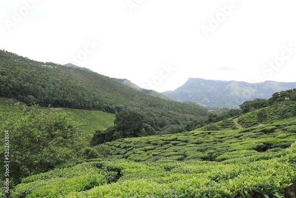 Obraz tea plantation