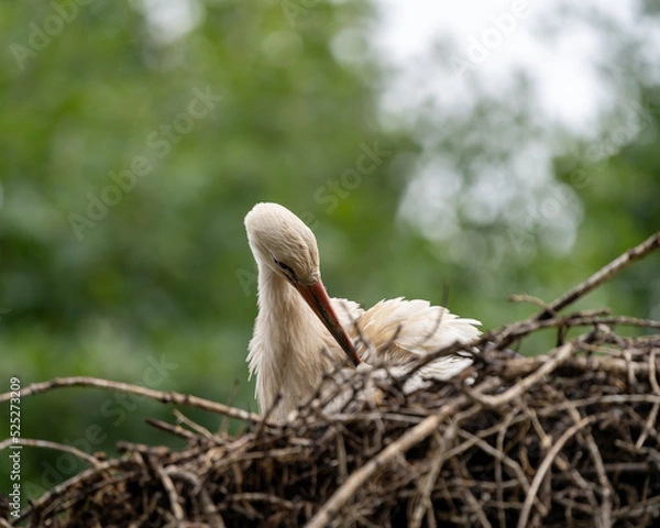 Fototapeta storck on a tree