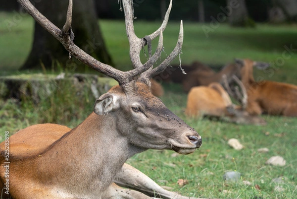 Obraz stag in the woods