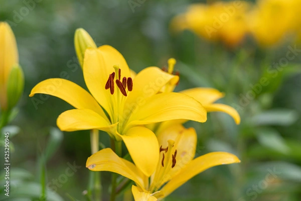 Fototapeta 黄色いユリの花