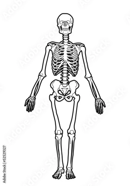 Obraz human skeleton