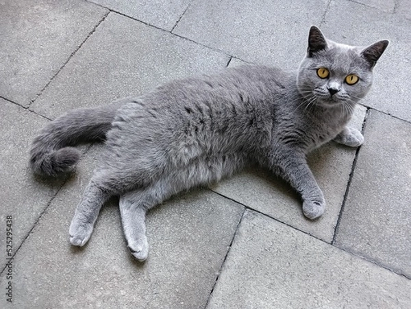 Obraz cat on the floor