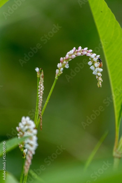 Fototapeta 草原のヤナギダテと昆虫