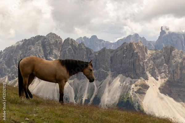 Obraz horse in the mountains