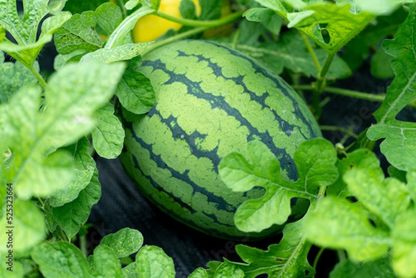 Obraz 家庭菜園のスイカ