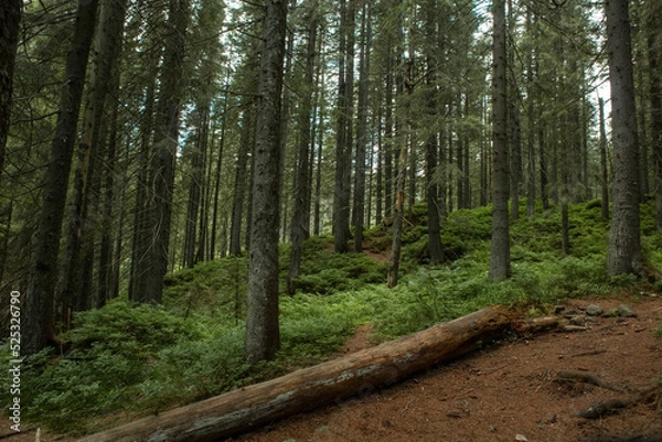Fototapeta beautiful landscape with a small waterfall in a forest with stone terrain