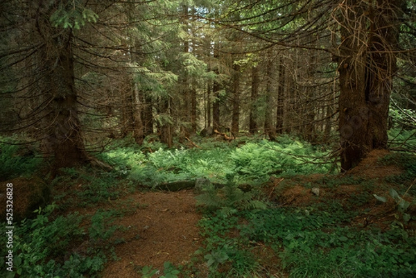 Fototapeta beautiful landscape with a small waterfall in a forest with stone terrain