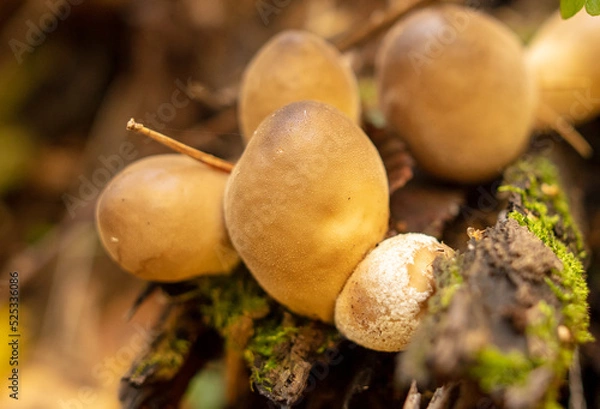 Obraz Puffball mushrooms on the ground in the forest in autumn.
