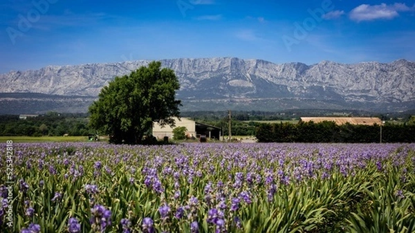 Obraz Trets , France - Champ d'Iris 3