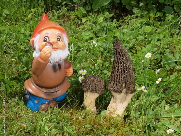 Obraz Gartenzwerg mit echten Spitzmorcheln