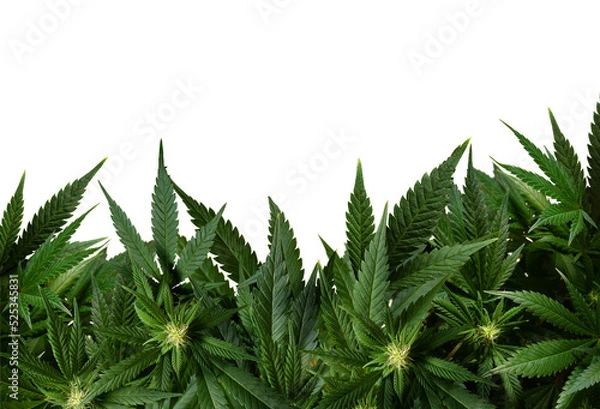 Obraz marijuana plants isolated on transparent