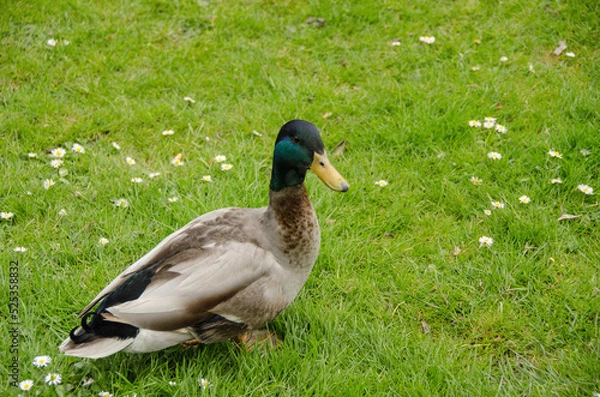 Obraz Anatre in Olanda