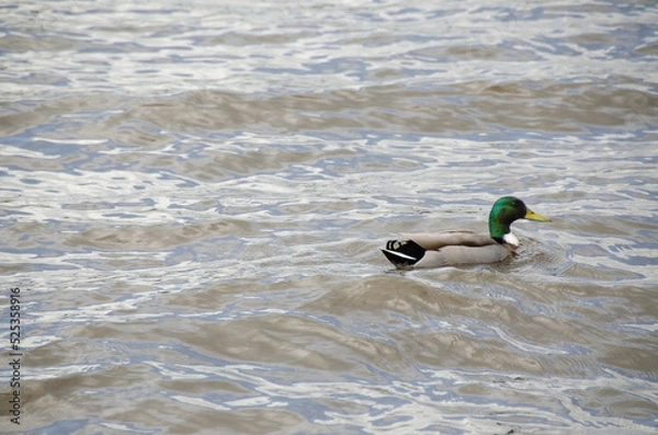 Obraz Anatre in Olanda
