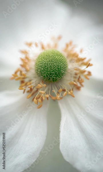 Obraz Purity, softness, innocence and quiet