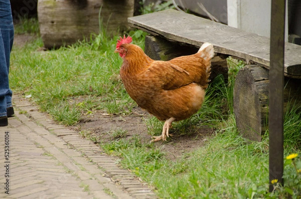 Obraz Gallina Olandese