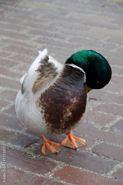 Obraz Anatre in Olanda