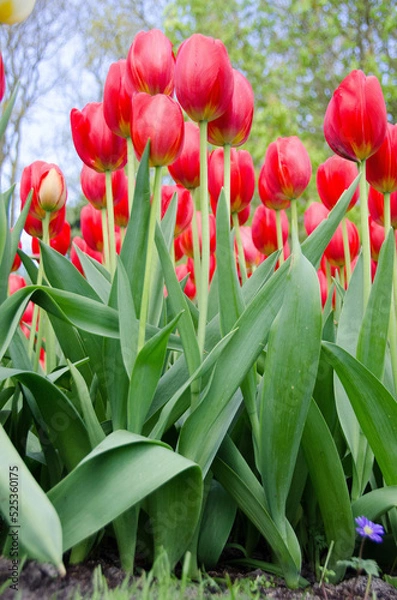 Obraz Tulipani a Keukenhof