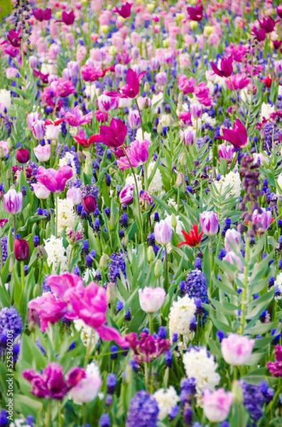 Obraz Tulipani a keukenhof