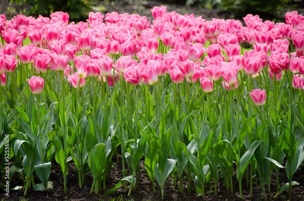 Obraz Tulipani a Keukenhof