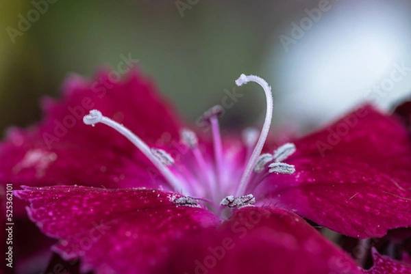 Obraz Red Sweet William macro 