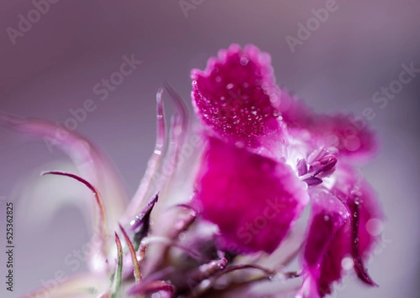 Obraz Summer rain pink flower macro