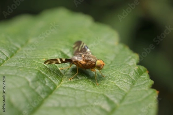Obraz fly Rhagoletis on a leaf
