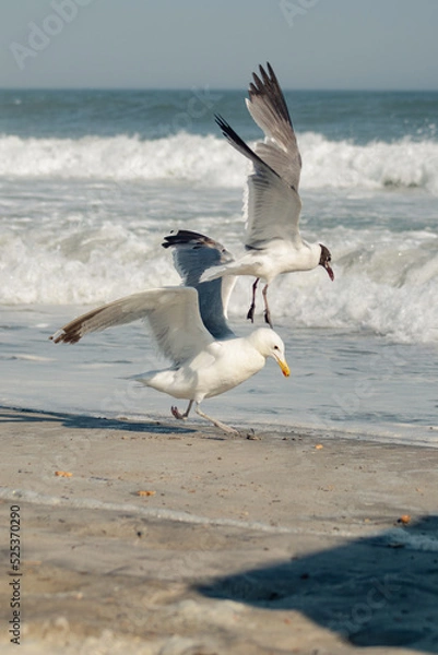 Obraz seagull in fight