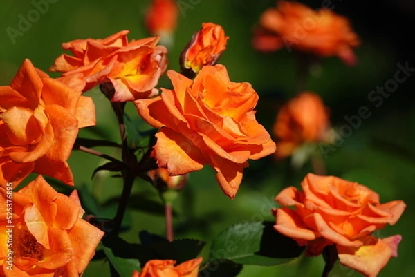 Fototapeta オレンジ色の美しいバラ